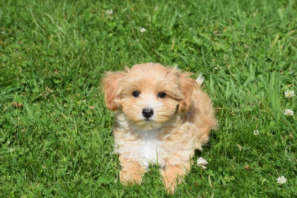 Maltipoo (teef) 96739