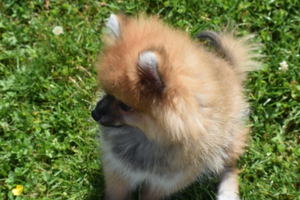 Spitz allemand (reu) 95821