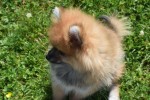 Spitz allemand (reu) 95821