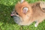 Spitz allemand (reu) 95821