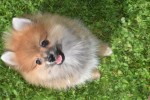 Spitz allemand (reu) 95821