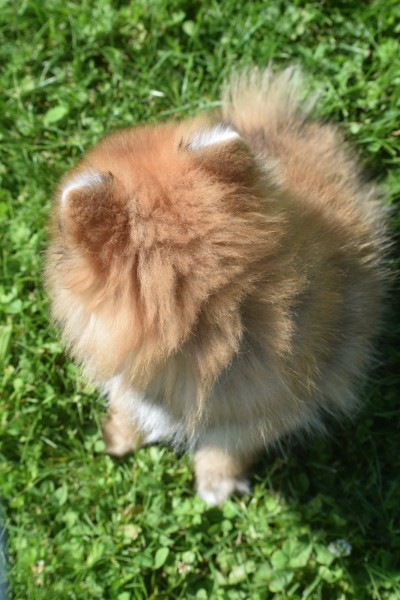 Spitz allemand (reu) 95821