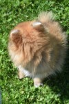 Spitz allemand (reu) 95821