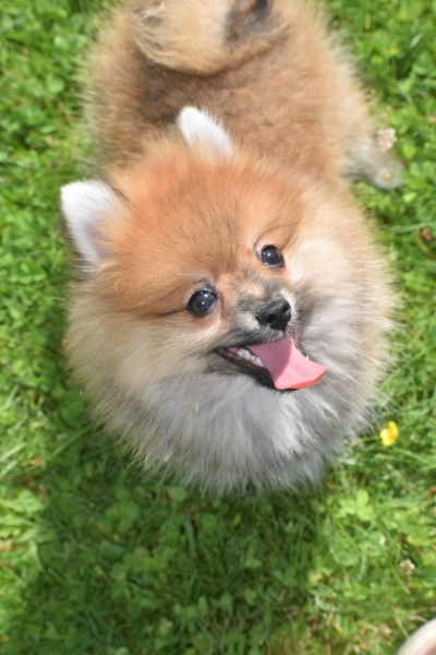 Spitz allemand (reu) 95821