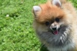 Spitz allemand (reu) 95821