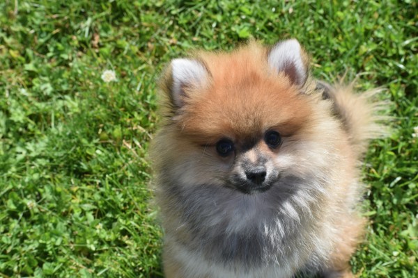 Spitz allemand (reu) 95821