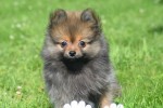 Keeshond (teef) 84695