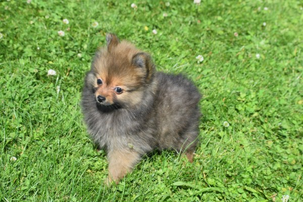 Keeshond (teef) 84695
