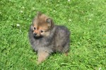 Keeshond (teef) 84695
