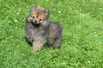 Keeshond (teef) 84695
