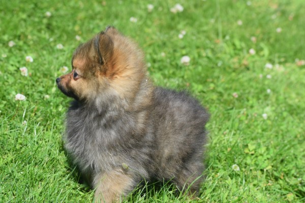 Keeshond (teef) 84695