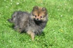 Keeshond (teef) 84695
