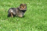 Keeshond (teef) 84695