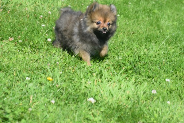 Keeshond (teef) 84695