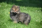 Keeshond (teef) 84695