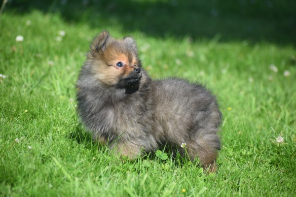 Keeshond (teef) 84695