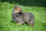 Keeshond (teef) 84695