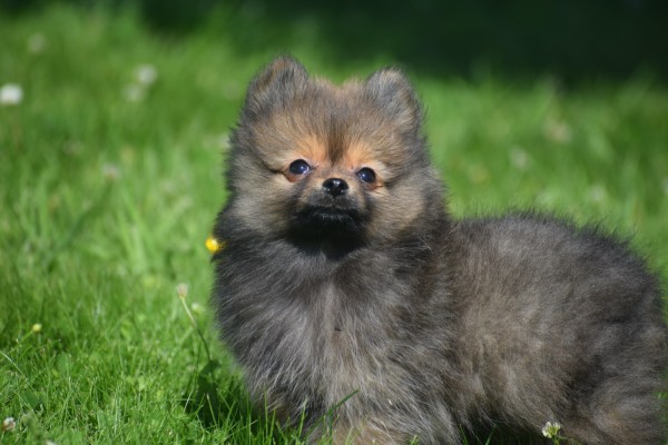 Keeshond (teef) 84695