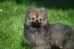 Keeshond (teef) 84695