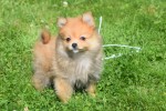 Keeshond (teef) 84831