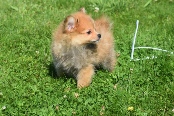 Keeshond (teef) 84831