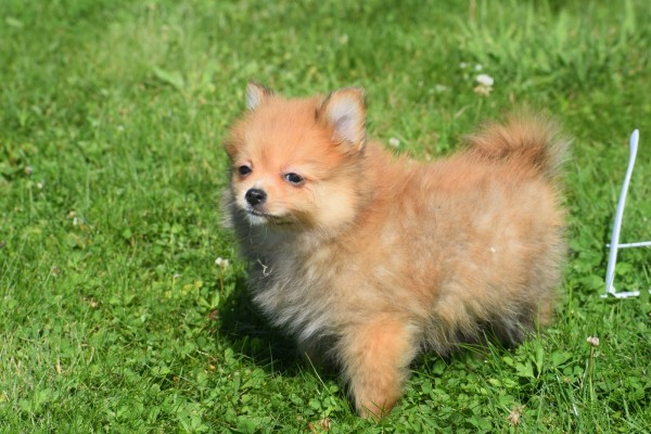 Keeshond (teef) 84831