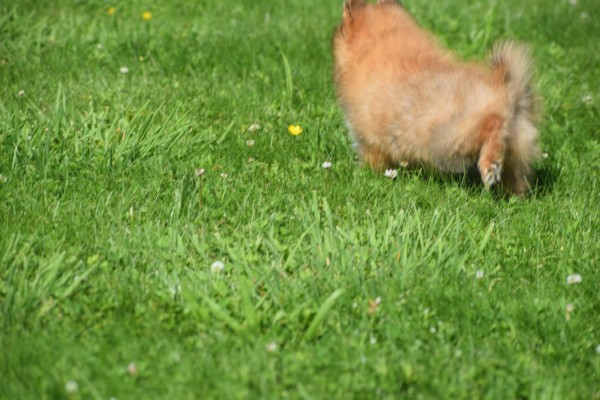 Keeshond (teef) 84831
