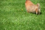 Keeshond (teef) 84831