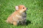 Keeshond (teef) 84831