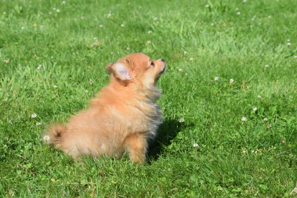 Keeshond (teef) 84831