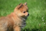 Keeshond (teef) 84831