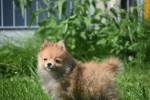 Keeshond (teef) 84831