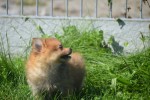 Keeshond (teef) 84831