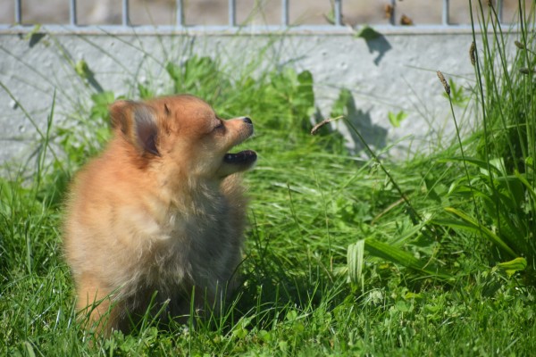 Keeshond (teef) 84831