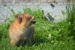 Keeshond (teef) 84831
