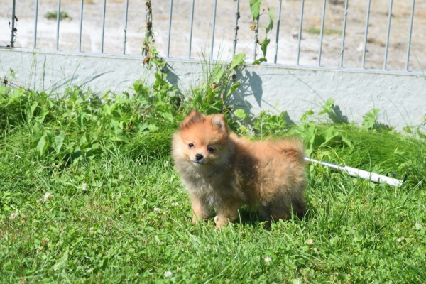 Keeshond (teef) 84831