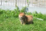 Keeshond (teef) 84831