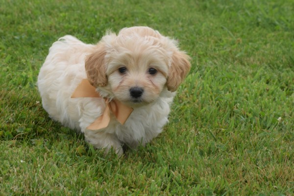 Maltipoo (reu) 19832
