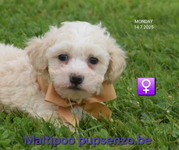 Maltipoo (teef) 23027
