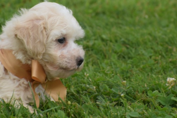 Maltipoo (teef) 23027