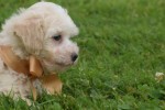 Maltipoo (teef) 23027