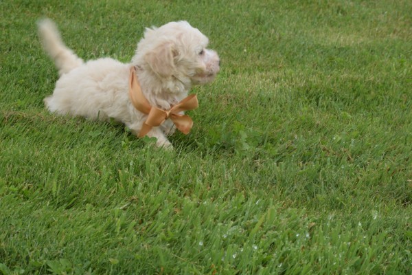 Maltipoo (teef) 23027