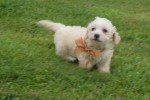 Maltipoo (teef) 23027