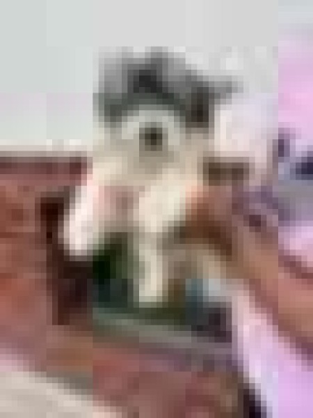 Biewer Yorkshire terrier (reu) 84974