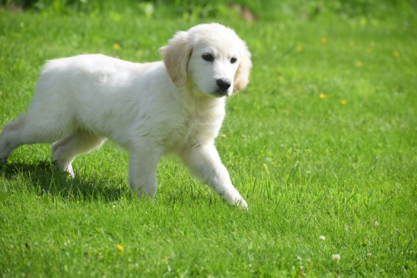 Retriever Golden (reu) 19180