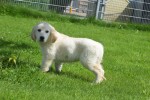 Retriever Golden (reu) 19180