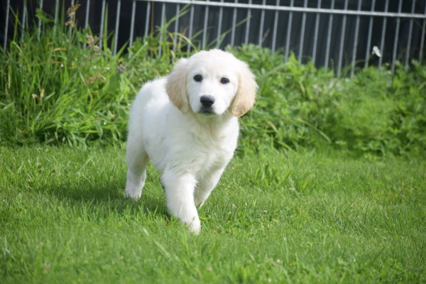 Retriever Golden (reu) 19180