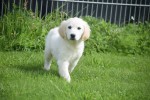 Retriever Golden (reu) 19180