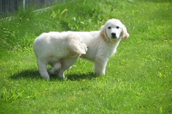 Retriever Golden (reu) 02923