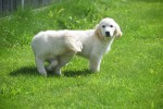 Retriever Golden (reu) 02923